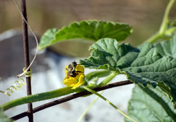 Bir yaban arısı, bir salatalığın sarı çiçeğinden polen toplar. Bokeh etkisi