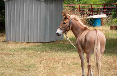 Bir katır otlaktan bir mola alır ve bahçede dikilip dikkatle izler. Bokeh