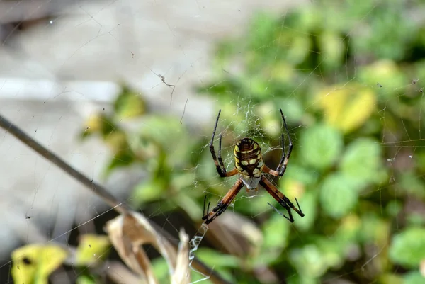거미는 모양의 거미집을 거미는 놀라울 정도로 멋지지만 거미집은 꽤정돈되어 않습니다 — 스톡 사진