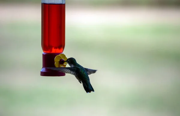 Egy Imádnivaló Kolibri Mozgásban Nektár Etetőnél Szép Bokeh Hatással — Stock Fotó