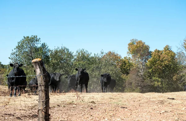 A herd of black angus cattle walk toward the open gate.