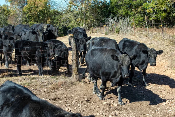 Black Angus Beef Cows Peacefully Head Open Gate Missouri Farm — Stock Photo, Image