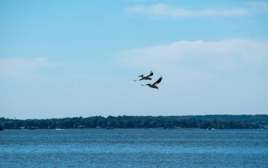 Bir çift pelikan gökyüzünde zahmetsizce süzülüyor gibi görünüyor..