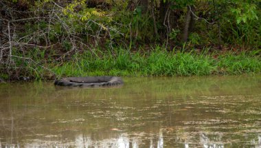 Eski bir lastik geri dönüştürüldü ve Missouri 'de kırsal bir gölette balık habitatı için kullanılıyor. Bu kirlilik değil, bu koruma. Bokeh.