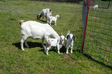 Sıcak bir gün ve yeşil çimenler bu Missouri çiftliğinde mutlu bir keçi sürüsü oluşturur. Üç genç ve iki anne otluyor ve güneşin tadını çıkarıyor..