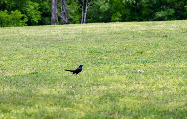 A handsome common grackle stands on the green grass with bokeh effect drawing attention to the bird. clipart