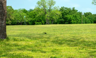 Parlak güneşli bir günde Oklahoma 'da bir parkta yeşil çimlerde leş yiyen sıradan bir grackle..