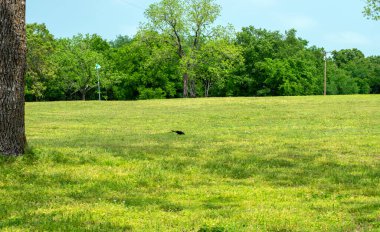 A common grackle scavenging in the green grass at a park in Oklahoma on a bright sunny day. clipart