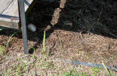 Tahta bir yumurtanın karanlık köşesine baktığımızda, bir tavuk yumurtası görürüz. Bir tavuk mu yumurtladı yoksa köpek mi yumurtayı bulup yumurtayı gömdü bilmiyoruz. Bokeh