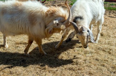Close up of two goats who go head to head in a rivalry for power and superiority. clipart