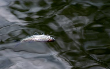 Dalgalı sular karanlık ve karamsar. Ölen bir balık hüzün ve depresyonu resmeden kasvetli ortama yenisini ekler. Bokeh.