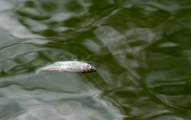 Oklahoma 'da dalgalı bir gölün yeşil sularında ölü bir balık yüzüyor. Bokeh