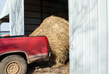 Balya mızrağıyla donatılmış kırmızı bir çiftlik kamyonu Missouri 'deki çiftlik hayvanları için saman balyalarını ahırdan dışarı taşımak için kullanılıyor..