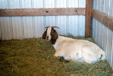 Çok hamile bir Nubiyalı keçi Missouri kırsalındaki ahırın içinde dinleniyor..