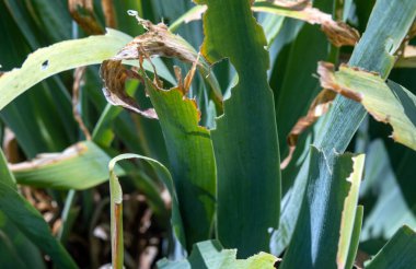 Missouri 'de Iris' ten geriye kalanların yeşil yapraklarında böcek diş izleri görülebilir. Olası suçlular çekirgelerdir. Böcek ilacı işe yaramış olabilir. Bokeh.