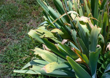 Tomurcuklanan çiçekler kurak bir yaz ve çekirge istilası nedeniyle kurumuş ve böcek tarafından yenmiş yapraklar haline gelmiştir. Bokeh.