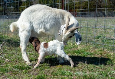 Yeni doğmuş ve ayakları üzerinde duran bu yeni doğmuş keçi yavrusu ilk yemeğini bulmak için vakit kaybetmeden onu sevgiyle temizlemeye devam etti..