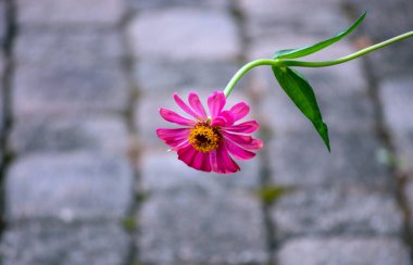 Yalnızlığın ortadan kaldırılması, sönmüş gri bir arka plan üzerinde pembeleşen tek bir kır çiçeğinin tasviri..