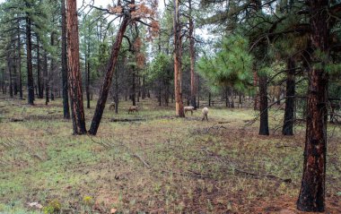 Güzel bir Arizona orman sahnesi. Çam ağaçları ve uzaklarda otlayan bir geyik sürüsü..