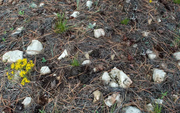 stock image A pile of summer time elk scat surrounded by pine cones and needles, rocks and a defocused bunch of yellow wildflowers in an Arizona forest.