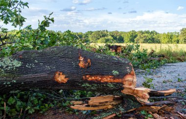 Missouri 'de aniden esen rüzgarlar büyük ağaçları devirdi aşırı hasara, elektrik kesintilerine ve yolları tıkadı. Bokeh