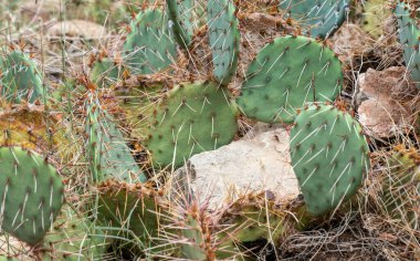 İğne benzeri dikenler Arizona çölünde yetişen dikenli armut kaktüsünün pedlerini kaplıyor. Bokeh.