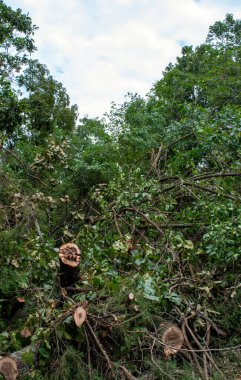 Fırtına hasarı sırasında ağaç dalları teker teker taşınabilir boyutlara getirildi. Yeşil ağaçlar ve beyaz gökyüzü olan dikey bir resim.