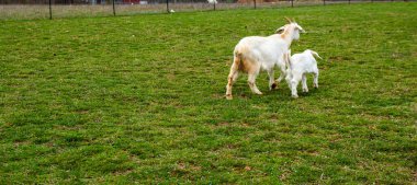Beyaz bir keçi annesi ve senin küçük çocuğun Missouri 'deki yeşil bir otlaktan geçiyorlar. Bokeh.