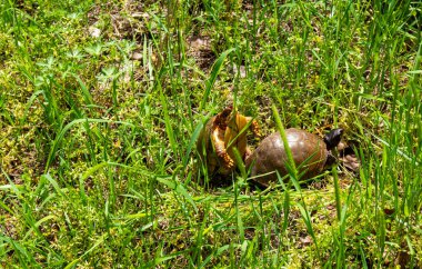Missouri otlağındaki sıradan bir kaplumbağa çiftleşme ritüeli..