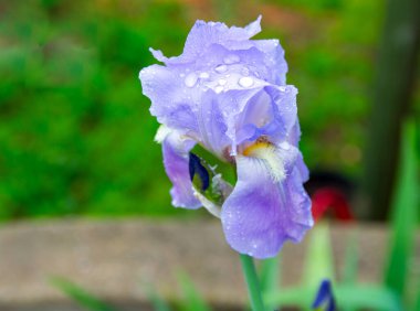 Dağınık yeşil arka planda, narin yaprakları kaplayan tek bir mor göz damlası..
