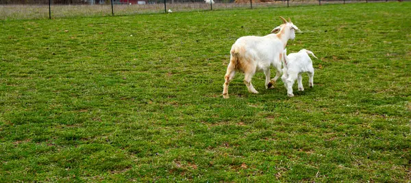 Beyaz bir keçi annesi ve senin küçük çocuğun Missouri 'deki yeşil bir otlaktan geçiyorlar. Bokeh.