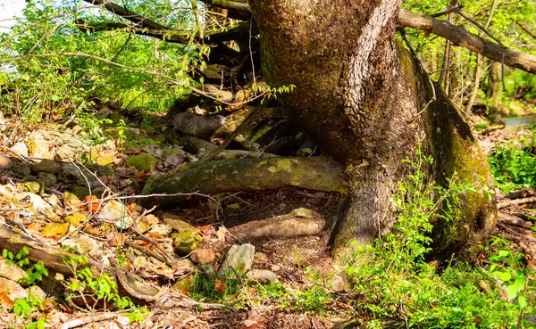 Kürklü kahverengi bir dağ sıçanı Missouri 'deki seçilmiş yaşam alanında yetişen ağaç kökleriyle kaynaşıyor. Bokeh.