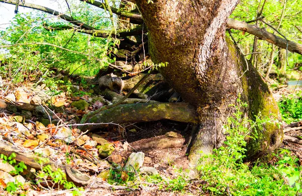 Missouri ormanlık alanındaki kahverengi ağaç kökleri üzerinde hareketsiz duran kahverengi renkteki yer domuzunu bulmak için dikkatli bir bakış gerekiyor. Bokeh.