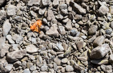 Gri kayaların doğal ve engebeli arkaplan görüntüsü, bir sürü şekil ve boyutta, tek bir sonbahar renkli yaprak, bir tutam incelik katıyor.