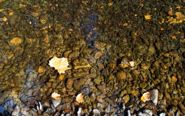 Yukarıdan aşağıya, çeşitli boyutlarda ve şekillerde temiz suda yüzen yapraklara bakın. Bu da arka planda doğal bir göz damlası oluşturur.. 