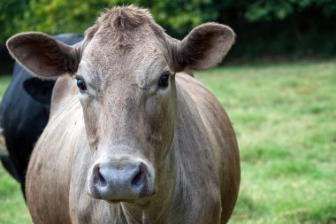 Kahverengimsi gri sığır eti suratlı yüz hatlarıyla yakından çekilmiş. Bokeh.