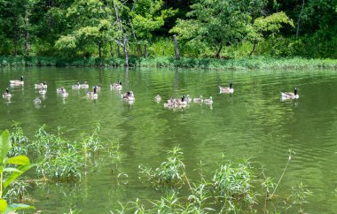 Genç ve yetişkin kaz sürüsü Oklahoma 'daki Eucha Gölü' nde huzur içinde yüzüyor..