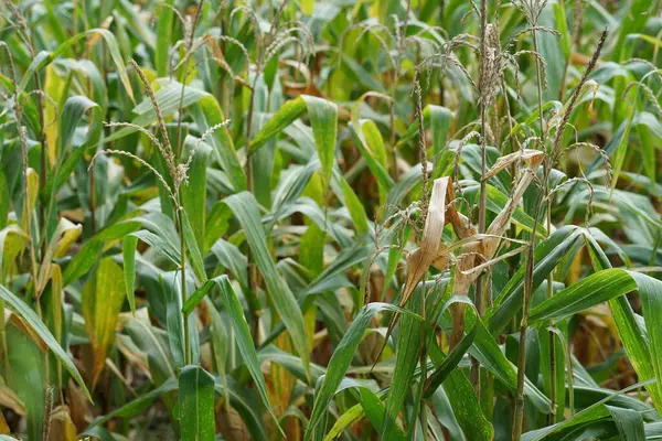 Corn crop on a green hill