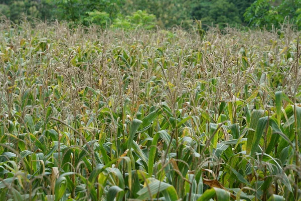 Corn crop on a green hill