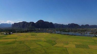 Pirinç tarlalarının havadan görünüşü ve arka planda ağaçlar olan yeşil alan..