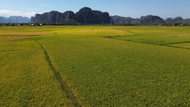 Güney Sulawesi, Endonezya 'daki pirinç tarlaları