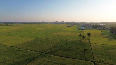 pirinç tarlaları ve evler