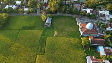 Pirinç tarlasının havadan görünüşü