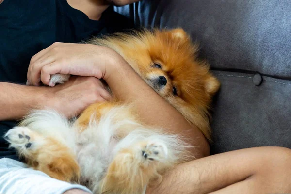 stock image Pomeranian dog lying in his friend's lap