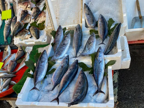 stock image Bonito fish and other kinds of fish sold in the market..