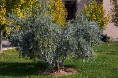 Bahçede bir zeytin ağacı .