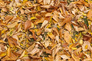 Sonbaharda ağaçlardan düşen yapraklar. Sarı yapraklar, yaprak çöpü.