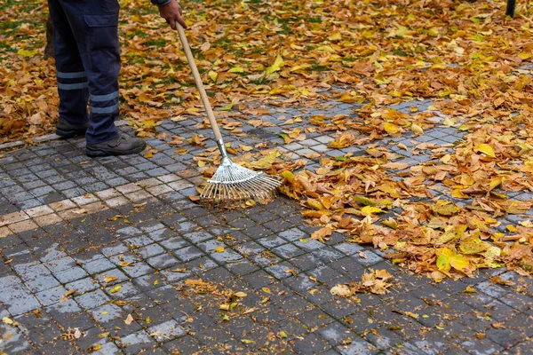 A rake that collects fallen leaves from trees in the fall. Yellow leaves
