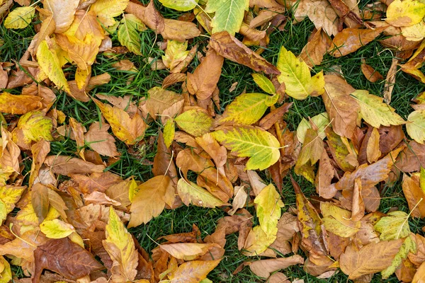 Sonbaharda ağaçlardan düşen yapraklar. Sarı yapraklar, yaprak çöpü.