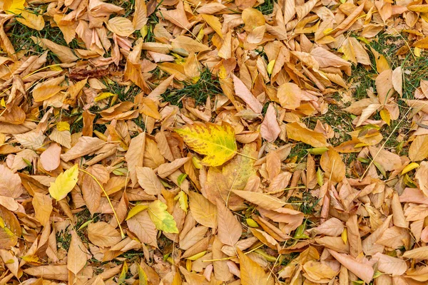 Folhas Caindo Árvores Outono Folhas Amarelas Serapilheira — Fotografia de Stock